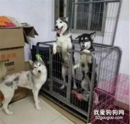 一女孩養了三只二哈，自己選擇的，跪著也要養下去....