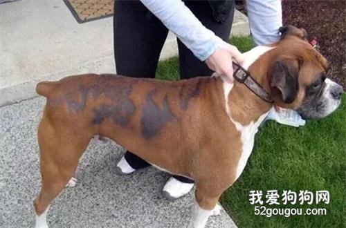 狗狗掉毛異常？了解原因