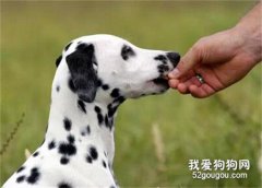 美國獸醫公布狗狗前十毒物