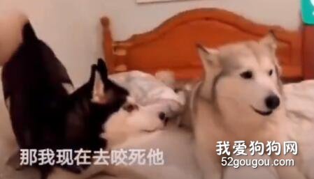 狗子鬧脾氣，就跟小媳婦一毛一樣！