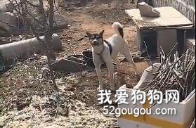 網友問路邊的狗：我今年旺不旺？狗：我不能撒謊