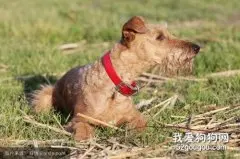 犬结核菌病的病因与治疗方法概述