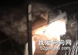 柯基總是趁天黑來騎這個小動物，誰都不知道它怎么做到的！