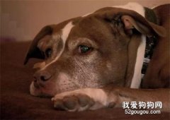 發現煤氣泄漏，狗狗為救主人竟破門上街報警！