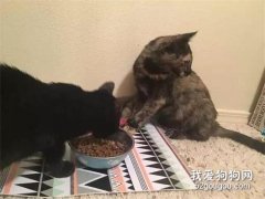夫婦明明只領養一只貓，回家后卻變兩只，看到貓后，秒懂原因...