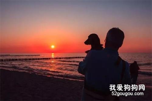 做到這七個方面 ，狗狗會非常開心~