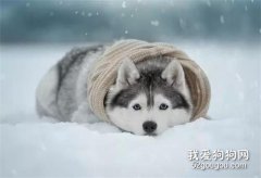 這3種狗狗瀕臨滅絕！再看一眼它們吧……