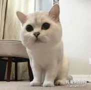 猫咪真菌感染能自愈吗？猫咪真菌感染多久能好？