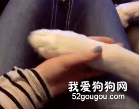 妹子與男友牽手被拒絕后……二哈遞上手手：只有我對你是真心的！