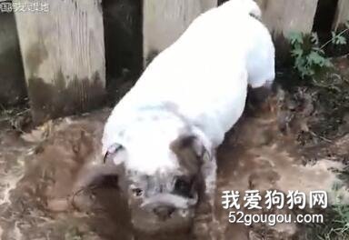 狗子調皮玩泥巴，主人叫它洗澡，結果屏幕都被嚇花了！