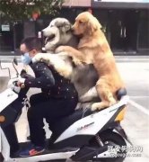 主人騎車帶金毛和阿拉兜風，結果看到狗子的表情，笑瘋了...