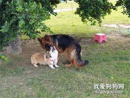 柯基去找隔壁德牧玩，結果德牧太熱情了，它回來時的模樣，笑噴了...