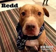 一只慫成狗的斗牛犬，怕吵到家里的喵，竟然惦著腳...