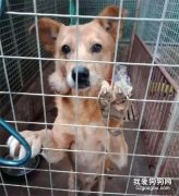 “求你們救救這些孩子吧”，老人抱著從繁殖場救回狗狗，再一次哭求...
