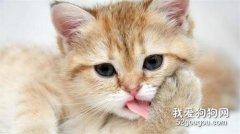 拔牙术在猫咪口炎疾病中的应用