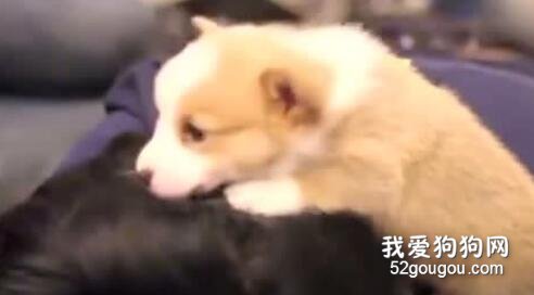 全世界都喜歡的一種狗，不信你自己看！