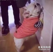 狗狗犯錯被主人罰站打屁股，緊張的小表情笑死人了！