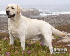 拉布拉多便秘怎么治療？