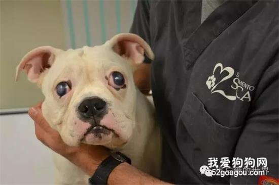 它有一雙漂亮的大眼睛，可它卻什么也看不見