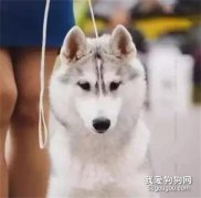二哈帥翻天，結果它一開口，笑哭了...
