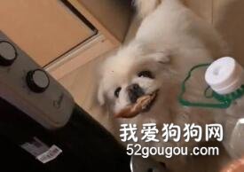 生病躺了一天，狗子突然叼來了零食找她...