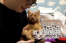 在愛情里，你們輸給了一只貓！