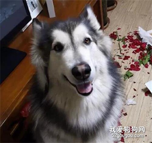 情人節還沒過完，妹子就哭了：情人節被狗吃了！