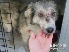 明明怕狗怕的要死，但當她目睹狗狗受欺負時，居然做出這樣的舉動！
