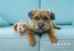 狗狗把最心愛的玩具弄丟了，沒想到找回后被這樣折騰…