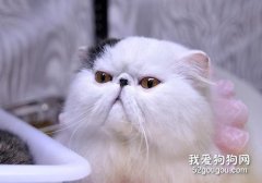 與愛貓長接觸易患手癬