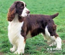 四種狗狗腸胃不適的解決辦法