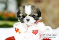 哪些食物會影響狗狗腸胃健康？