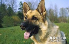 一例牧羊犬嚴重腸套疊病例分析