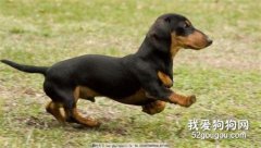 臘腸犬的健康檔案