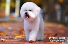 狗狗患細小病毒的相關處理