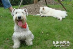 如何治療犬細小病毒？