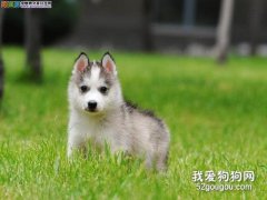 哈士奇犬細小病毒（翻腸）癥狀和治療方法