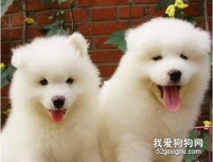 薩摩耶犬細小病毒“翻腸子”的癥狀和治療方法