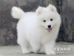 關于細小病毒的偏方和想法