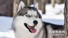 狗狗細小能治好嗎?