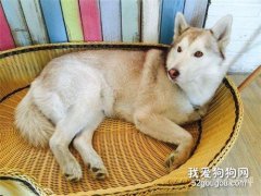 治療細小病毒的偏方