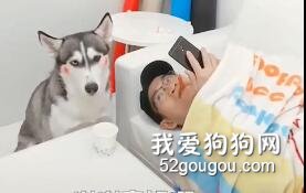 騙二哈暖被窩，奸計被識破，它竟這樣反擊，太解氣了！