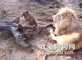 看到老虎過來后，狗砸立馬躲進了獅子的懷里：大哥，罩我！