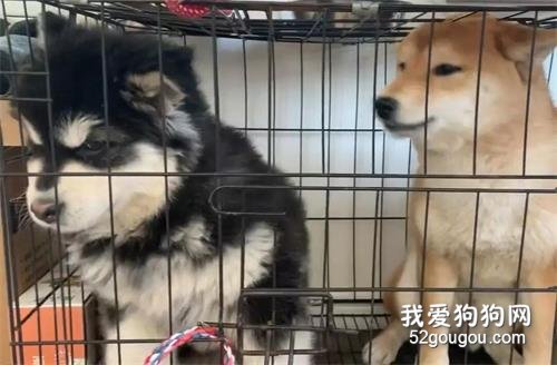 阿拉寶寶想撕家，結果被柴柴兇了，寶寶委屈壞了：嚶嚶嚶！