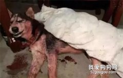二哈和藏獒拼死對戰，渾身是血也沒退縮一步！