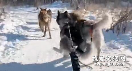 雪橇犬拉雪橇時突然半路尿急，它竟然用了這個招數...