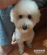 網友養了只小狗，當她在上班時，家里的小狗竟變成了食蟻獸.....