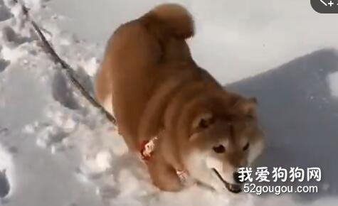 胖柴到雪地里玩耍，走著走著還把臉埋進去，太可愛了....