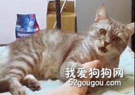 貓咪舔了一下主人的腳后....喵要哭了....