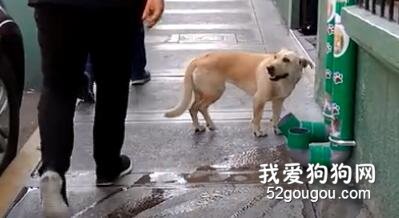 警局門口遭圍觀，“罪魁禍首”居然是只狗！